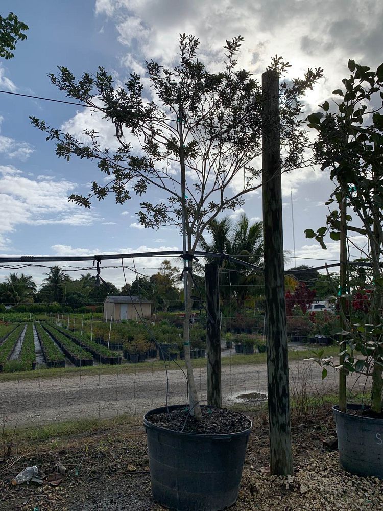 tabebuia-bahamensis-x-heterophylla