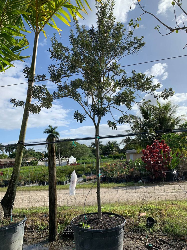 tabebuia-bahamensis-x-heterophylla