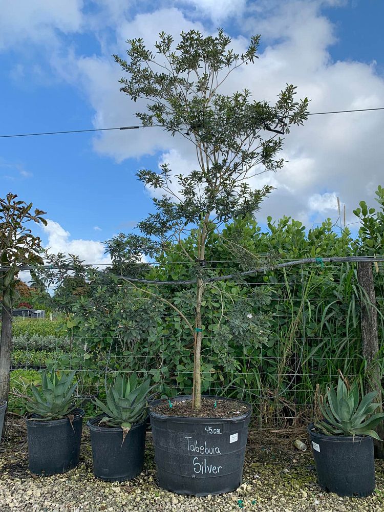 tabebuia-bahamensis-x-heterophylla