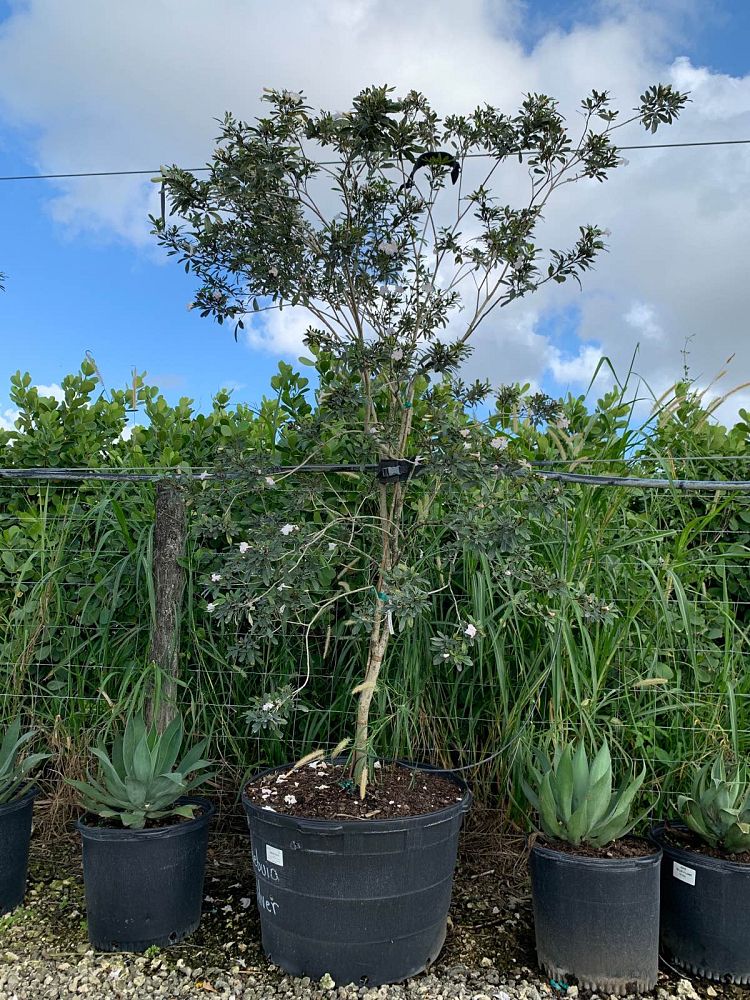 tabebuia-bahamensis-x-heterophylla