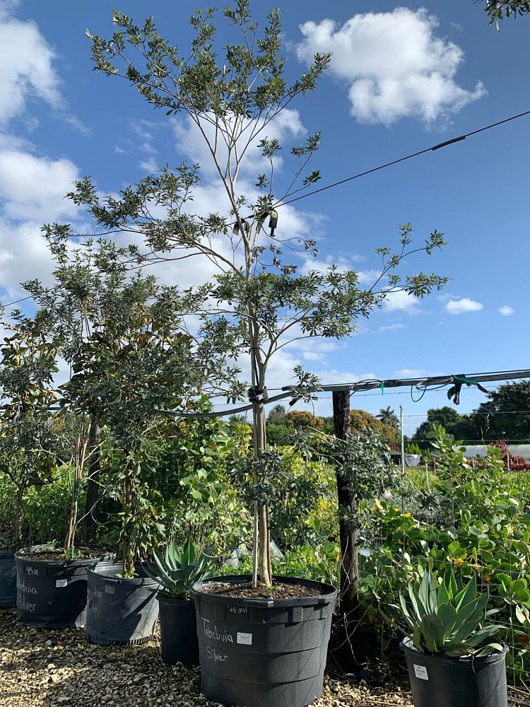 tabebuia-bahamensis-x-heterophylla