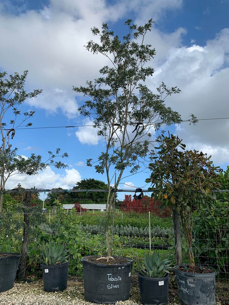 tabebuia-bahamensis-x-heterophylla