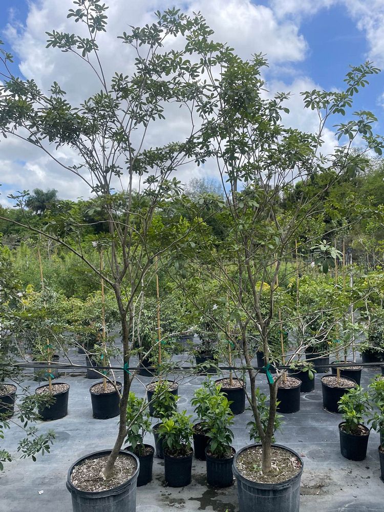 tabebuia-bahamensis-x-heterophylla