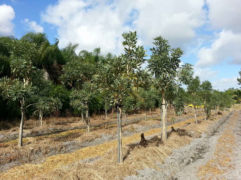 tabebuia-caraiba-yellow-trumpet-tree-tabebuia-argentea-silver-trumpet-tree-tabebuia-aurea