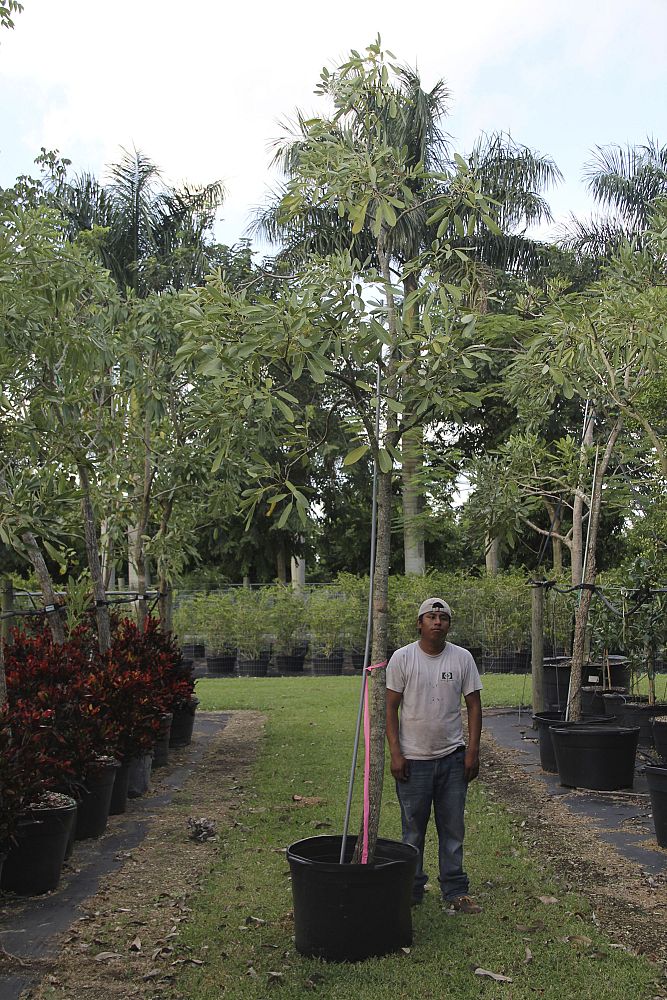 tabebuia-caraiba-yellow-trumpet-tree-tabebuia-argentea-silver-trumpet-tree-tabebuia-aurea