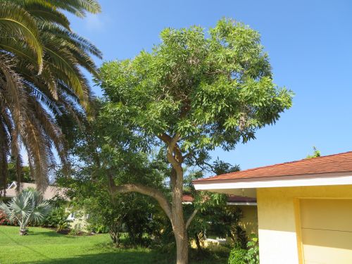 tabebuia-caraiba-yellow-trumpet-tree-tabebuia-argentea-silver-trumpet-tree-tabebuia-aurea