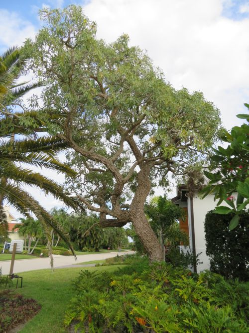 tabebuia-caraiba-yellow-trumpet-tree-tabebuia-argentea-silver-trumpet-tree-tabebuia-aurea