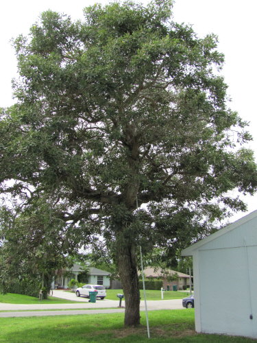 tabebuia-caraiba-yellow-trumpet-tree-tabebuia-argentea-silver-trumpet-tree-tabebuia-aurea