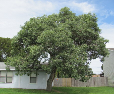 tabebuia-caraiba-yellow-trumpet-tree-tabebuia-argentea-silver-trumpet-tree-tabebuia-aurea