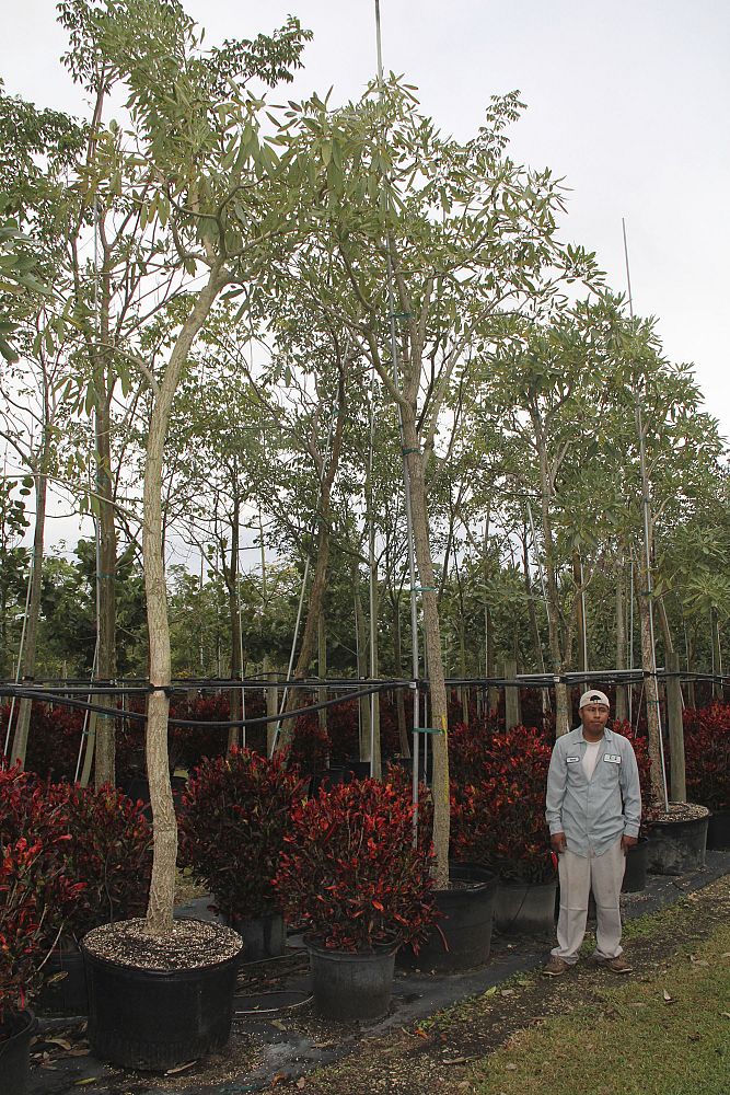 tabebuia-caraiba-yellow-trumpet-tree-tabebuia-argentea-silver-trumpet-tree-tabebuia-aurea