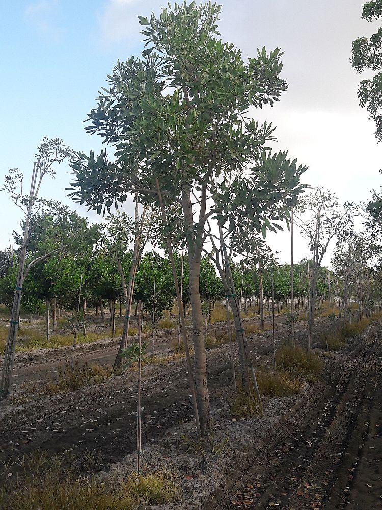 tabebuia-caraiba-yellow-trumpet-tree-tabebuia-argentea-silver-trumpet-tree-tabebuia-aurea