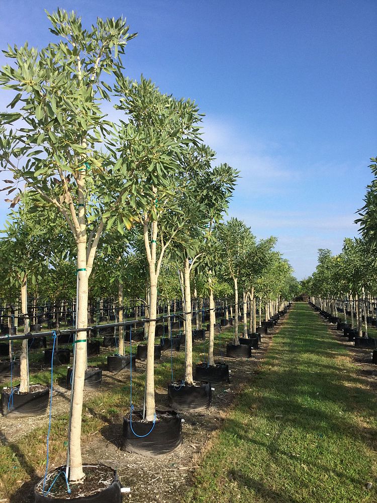 tabebuia-caraiba-yellow-trumpet-tree-tabebuia-argentea-silver-trumpet-tree-tabebuia-aurea