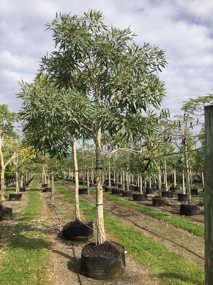 tabebuia-caraiba-yellow-trumpet-tree-tabebuia-argentea-silver-trumpet-tree-tabebuia-aurea