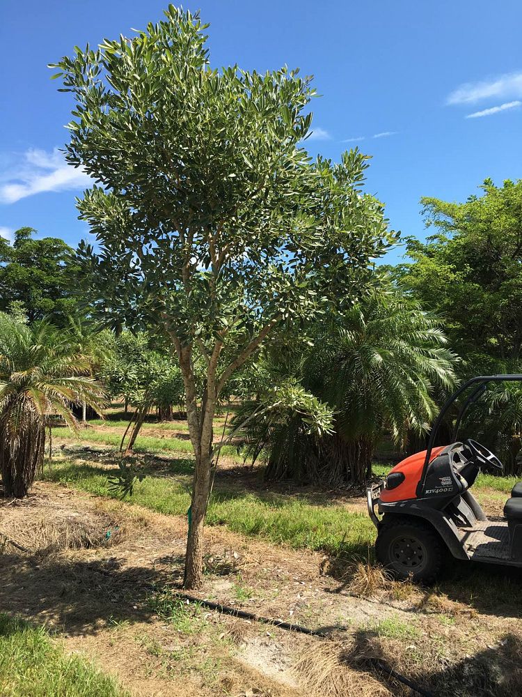 tabebuia-caraiba-yellow-trumpet-tree-tabebuia-argentea-silver-trumpet-tree-tabebuia-aurea