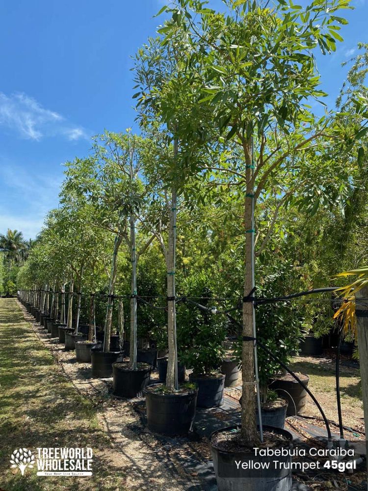 tabebuia-caraiba-yellow-trumpet-tree-tabebuia-argentea-silver-trumpet-tree-tabebuia-aurea