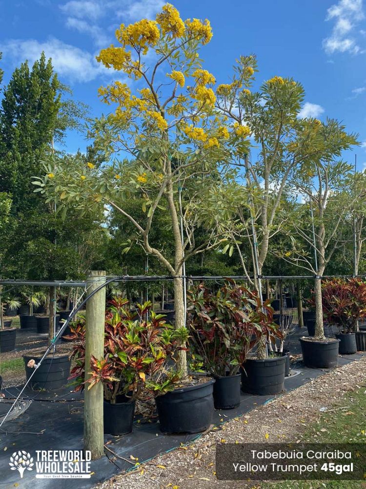 tabebuia-caraiba-yellow-trumpet-tree-tabebuia-argentea-silver-trumpet-tree-tabebuia-aurea