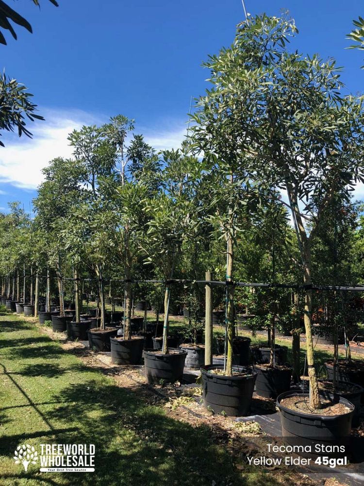 tabebuia-caraiba-yellow-trumpet-tree-tabebuia-argentea-silver-trumpet-tree-tabebuia-aurea