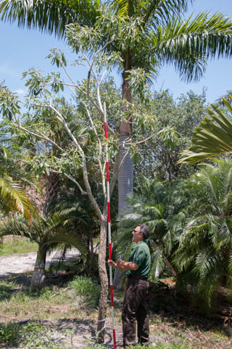 tabebuia-caraiba-yellow-trumpet-tree-tabebuia-argentea-silver-trumpet-tree-tabebuia-aurea