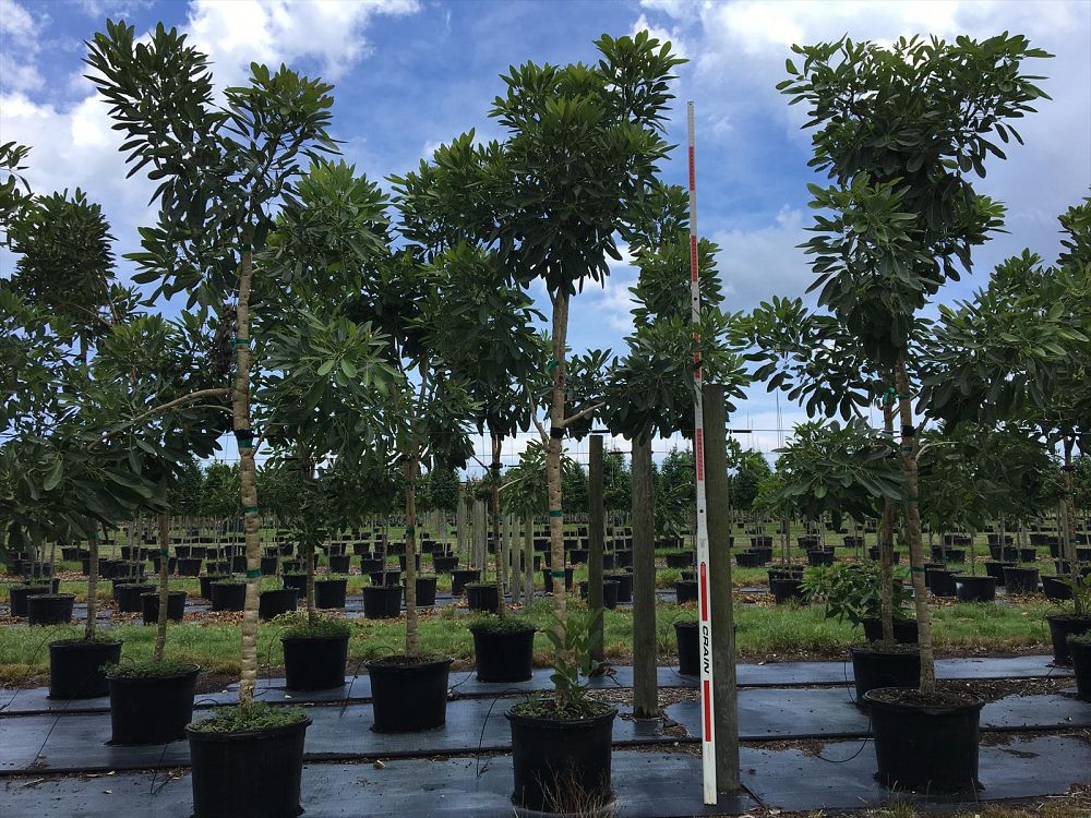 tabebuia-caraiba-yellow-trumpet-tree-tabebuia-argentea-silver-trumpet-tree-tabebuia-aurea