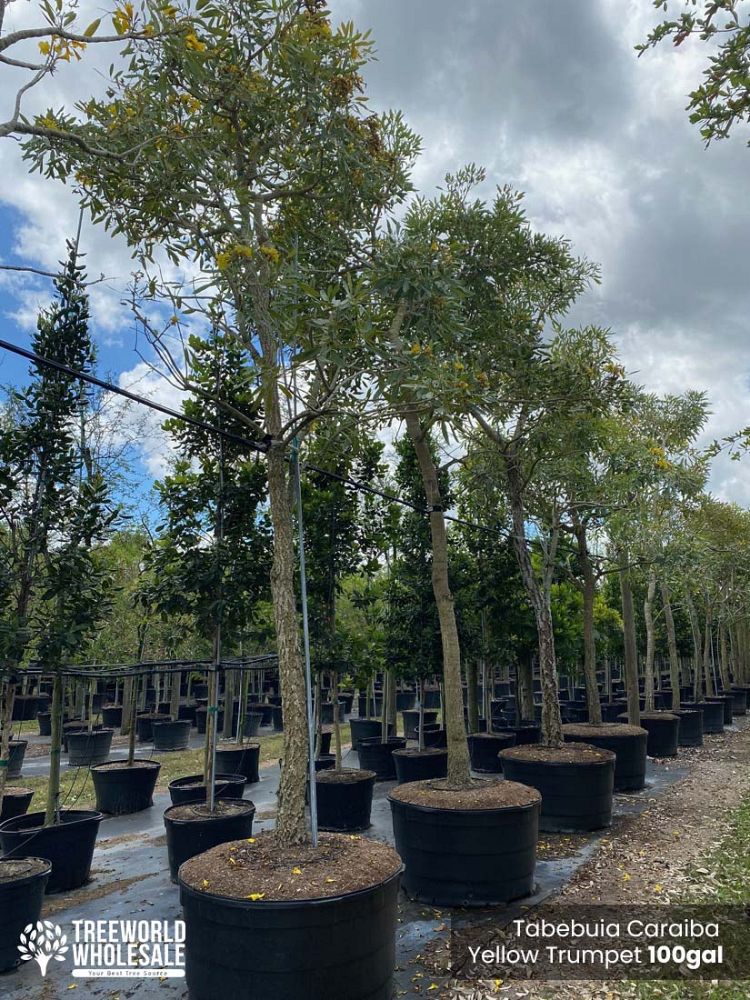 tabebuia-caraiba-yellow-trumpet-tree-tabebuia-argentea-silver-trumpet-tree-tabebuia-aurea