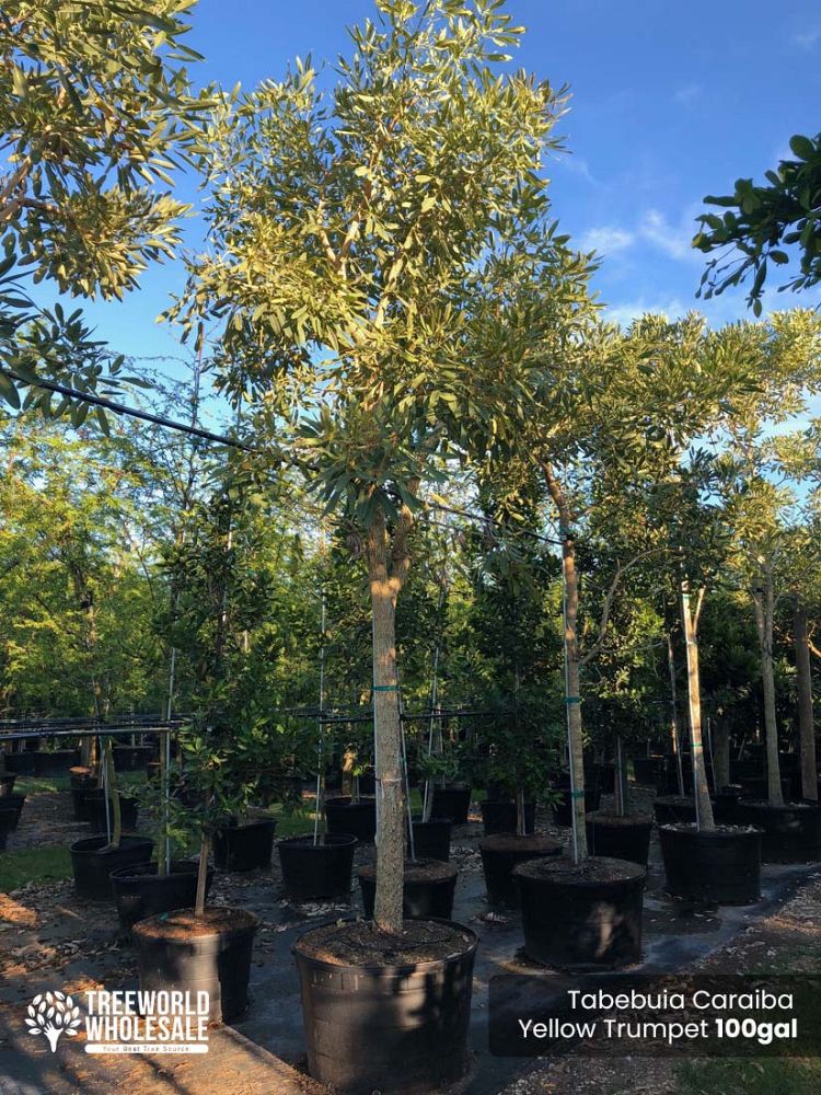 tabebuia-caraiba-yellow-trumpet-tree-tabebuia-argentea-silver-trumpet-tree-tabebuia-aurea