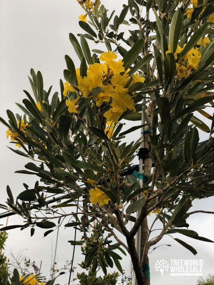tabebuia-caraiba-yellow-trumpet-tree-tabebuia-argentea-silver-trumpet-tree-tabebuia-aurea