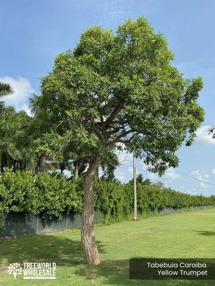 tabebuia-caraiba-yellow-trumpet-tree-tabebuia-argentea-silver-trumpet-tree-tabebuia-aurea