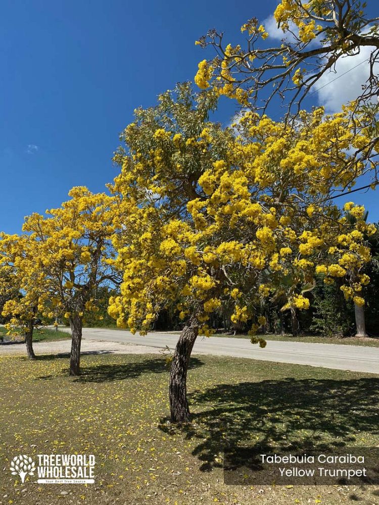 tabebuia-caraiba-yellow-trumpet-tree-tabebuia-argentea-silver-trumpet-tree-tabebuia-aurea