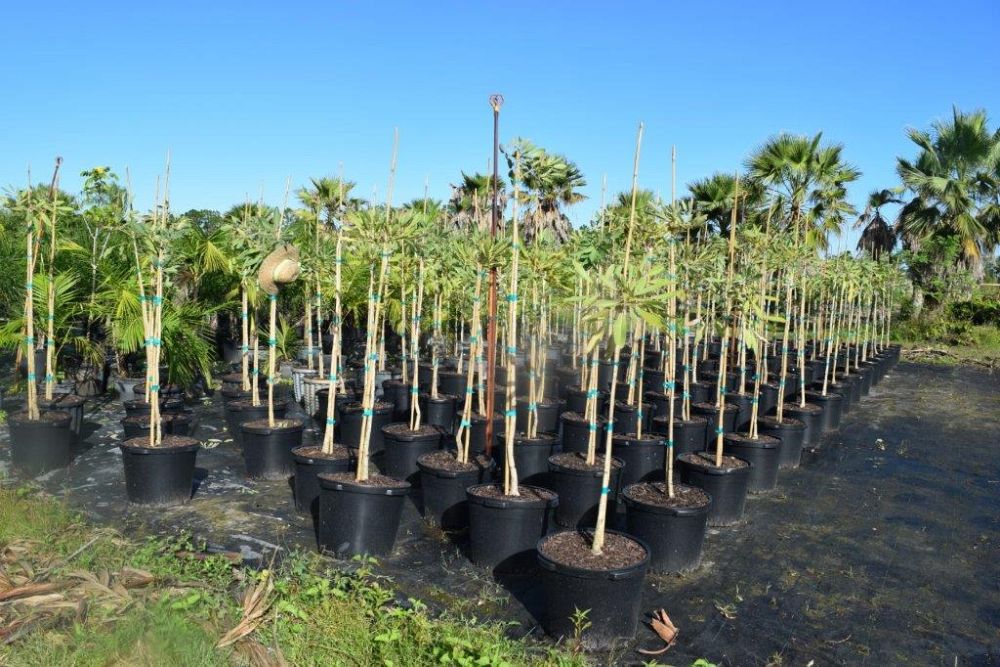 tabebuia-caraiba-yellow-trumpet-tree-tabebuia-argentea-silver-trumpet-tree-tabebuia-aurea