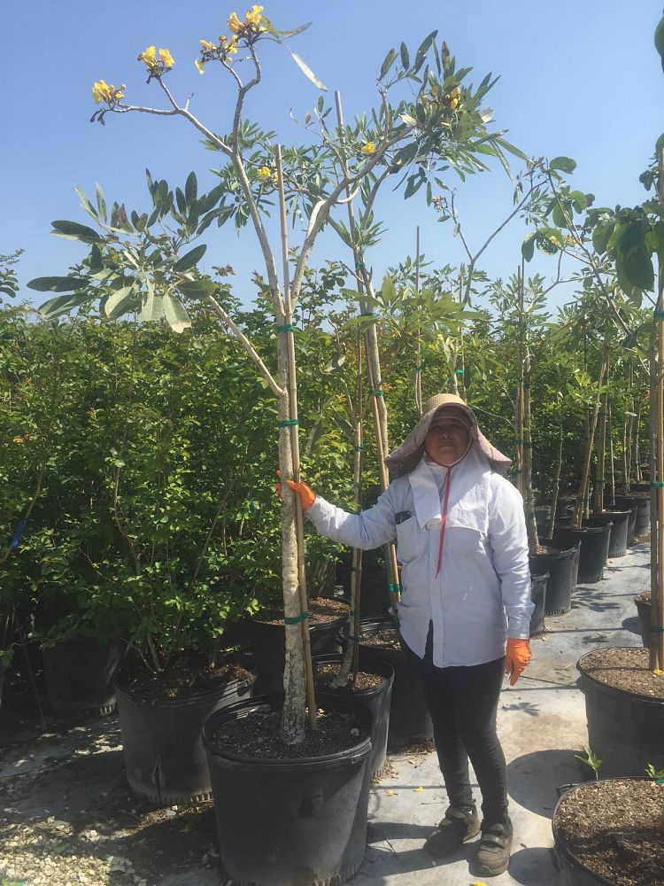 tabebuia-caraiba-yellow-trumpet-tree-tabebuia-argentea-silver-trumpet-tree-tabebuia-aurea