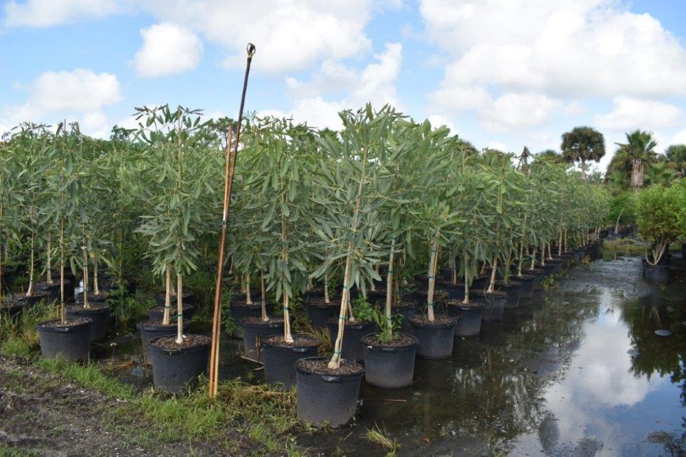 tabebuia-caraiba-yellow-trumpet-tree-tabebuia-argentea-silver-trumpet-tree-tabebuia-aurea