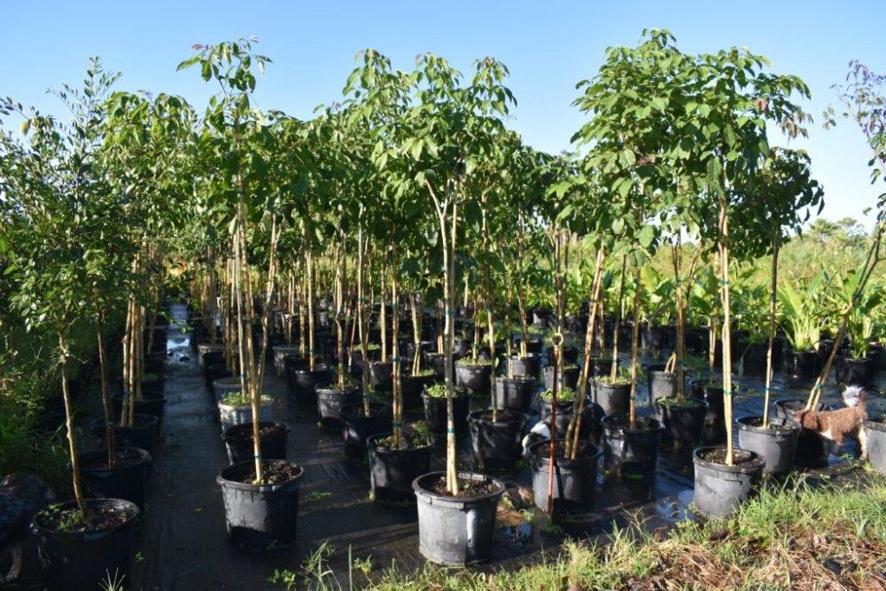 tabebuia-caraiba-yellow-trumpet-tree-tabebuia-argentea-silver-trumpet-tree-tabebuia-aurea