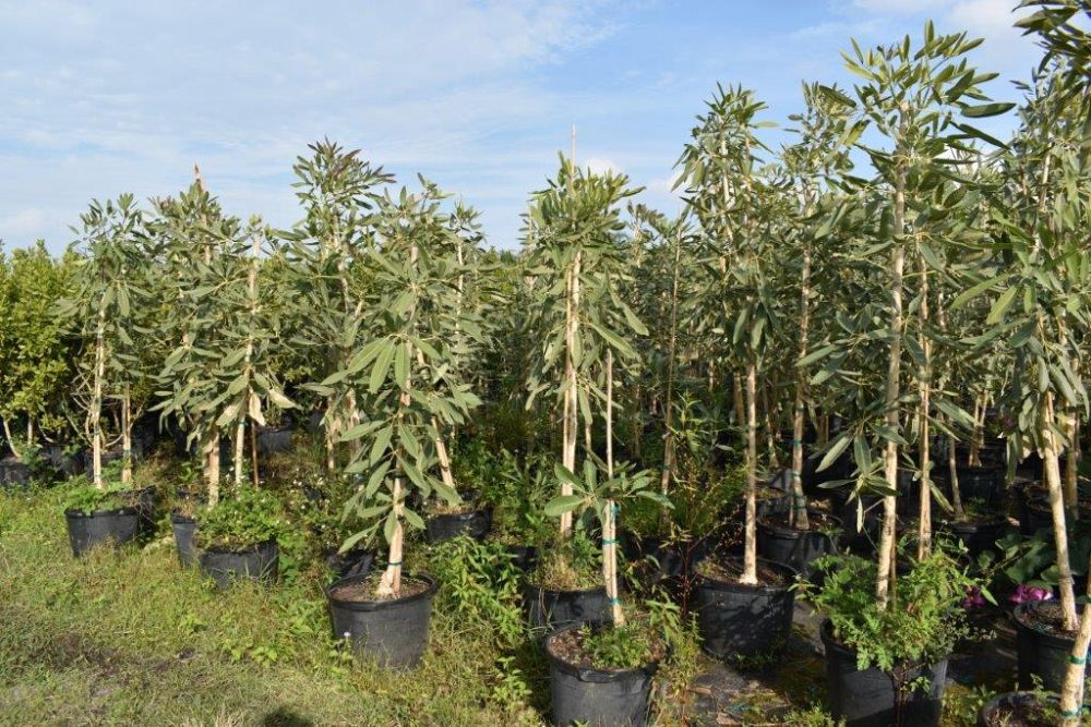 tabebuia-caraiba-yellow-trumpet-tree-tabebuia-argentea-silver-trumpet-tree-tabebuia-aurea