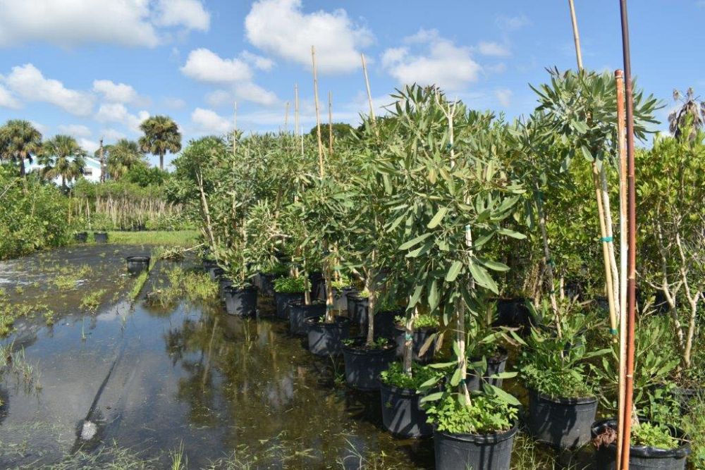tabebuia-caraiba-yellow-trumpet-tree-tabebuia-argentea-silver-trumpet-tree-tabebuia-aurea
