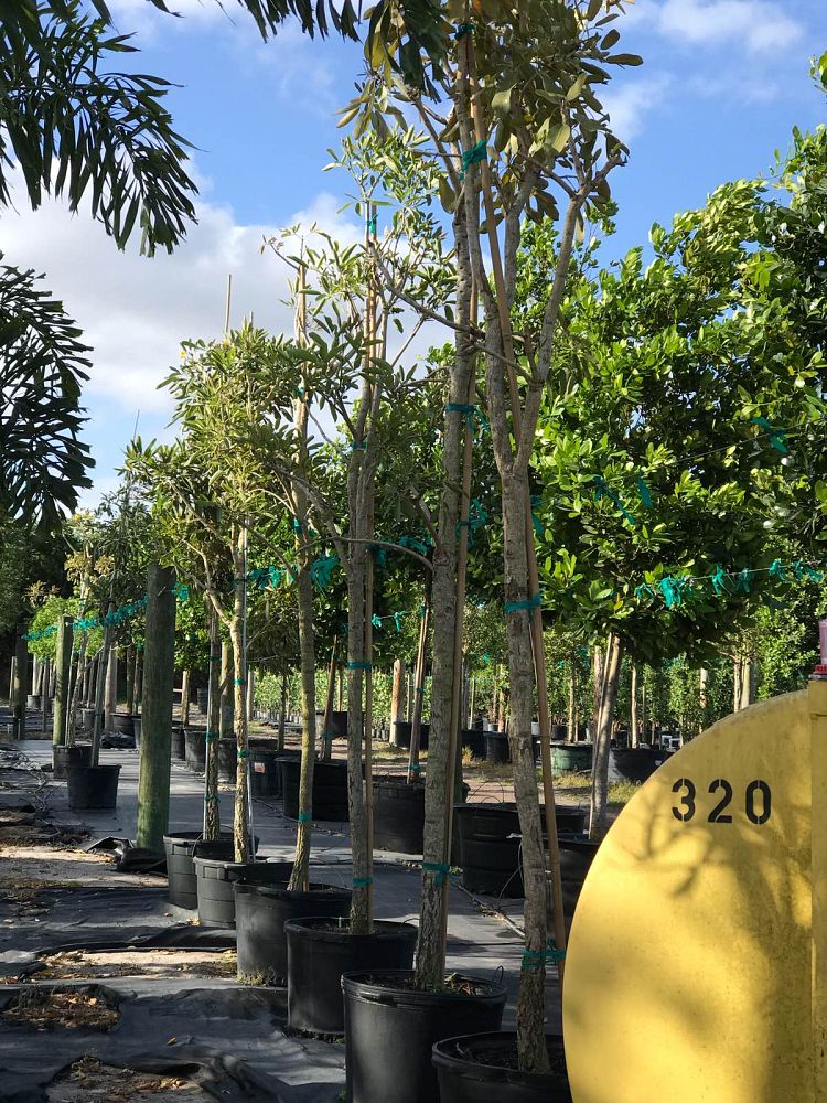 tabebuia-caraiba-yellow-trumpet-tree-tabebuia-argentea-silver-trumpet-tree-tabebuia-aurea