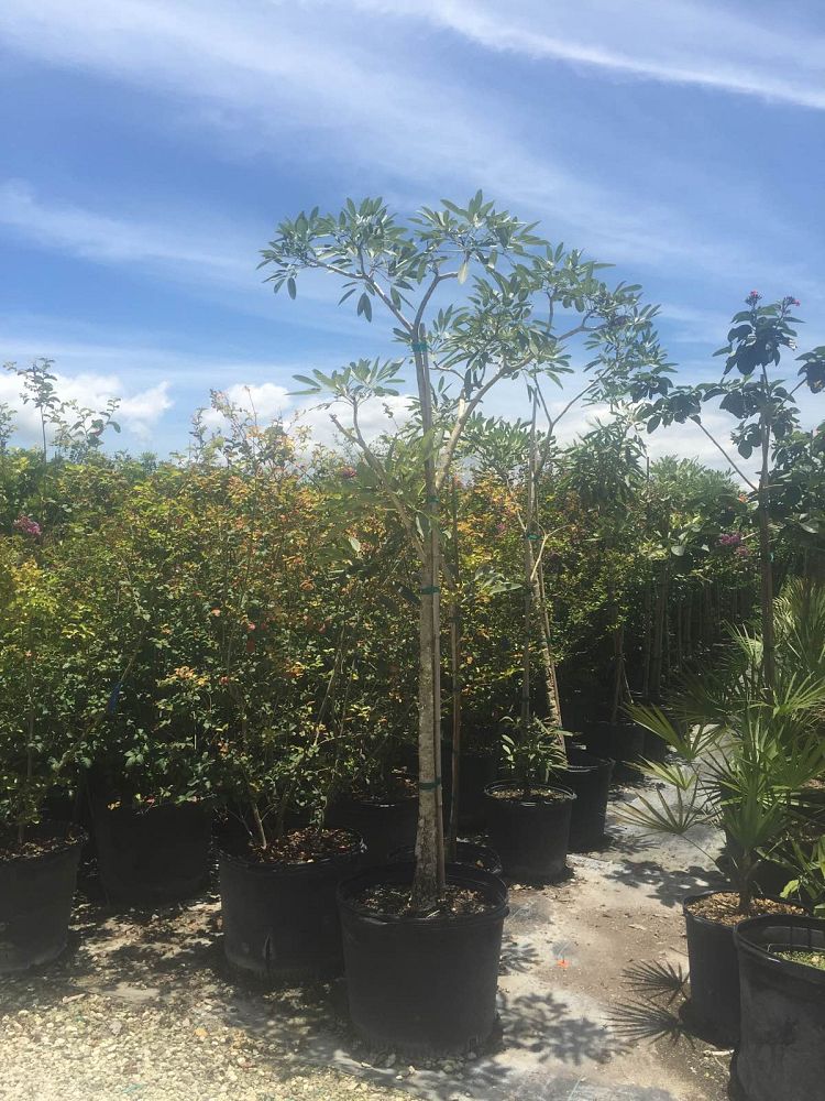 tabebuia-caraiba-yellow-trumpet-tree-tabebuia-argentea-silver-trumpet-tree-tabebuia-aurea