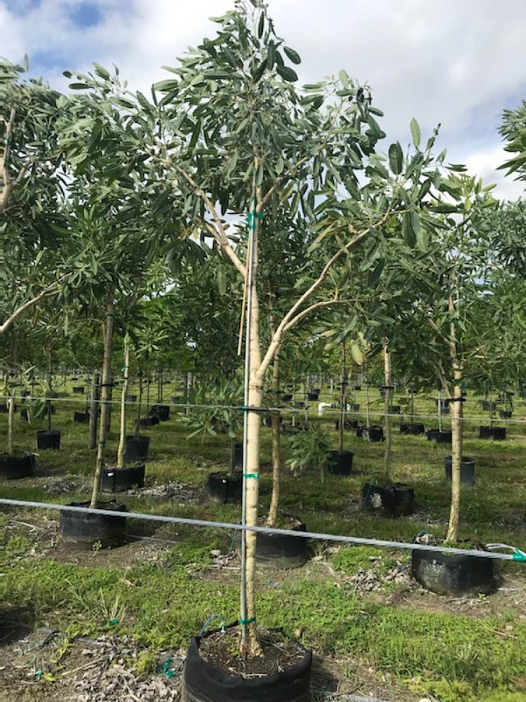 tabebuia-caraiba-yellow-trumpet-tree-tabebuia-argentea-silver-trumpet-tree-tabebuia-aurea