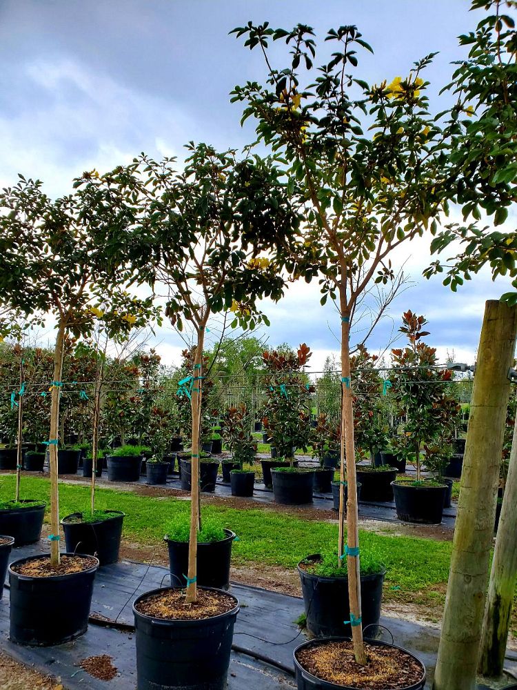 tabebuia-caraiba-yellow-trumpet-tree-tabebuia-argentea-silver-trumpet-tree-tabebuia-aurea