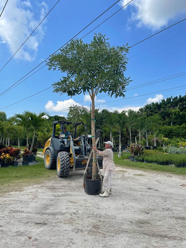 tabebuia-caraiba-yellow-trumpet-tree-tabebuia-argentea-silver-trumpet-tree-tabebuia-aurea