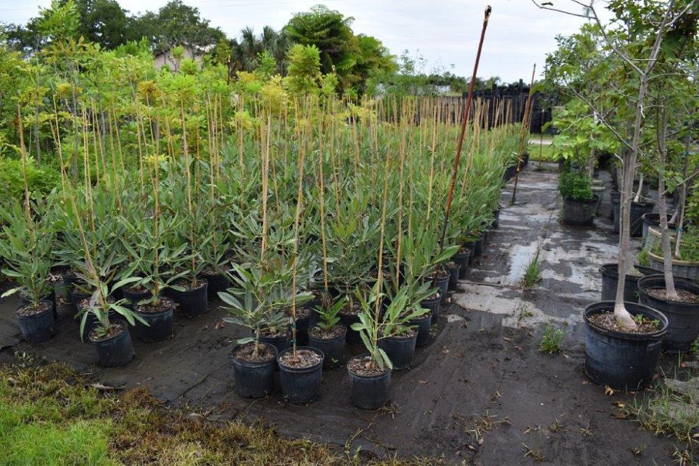 tabebuia-caraiba-yellow-trumpet-tree-tabebuia-argentea-silver-trumpet-tree-tabebuia-aurea