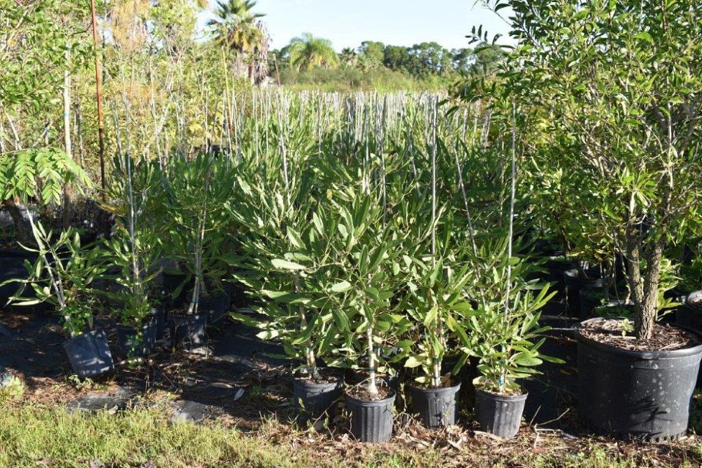 tabebuia-caraiba-yellow-trumpet-tree-tabebuia-argentea-silver-trumpet-tree-tabebuia-aurea