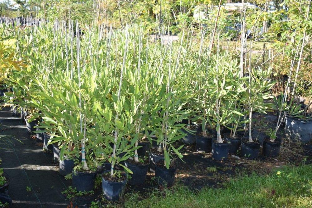tabebuia-caraiba-yellow-trumpet-tree-tabebuia-argentea-silver-trumpet-tree-tabebuia-aurea