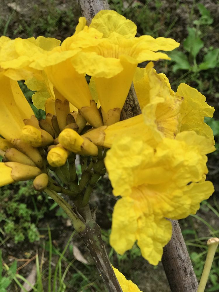tabebuia-caraiba-yellow-trumpet-tree-tabebuia-argentea-silver-trumpet-tree-tabebuia-aurea
