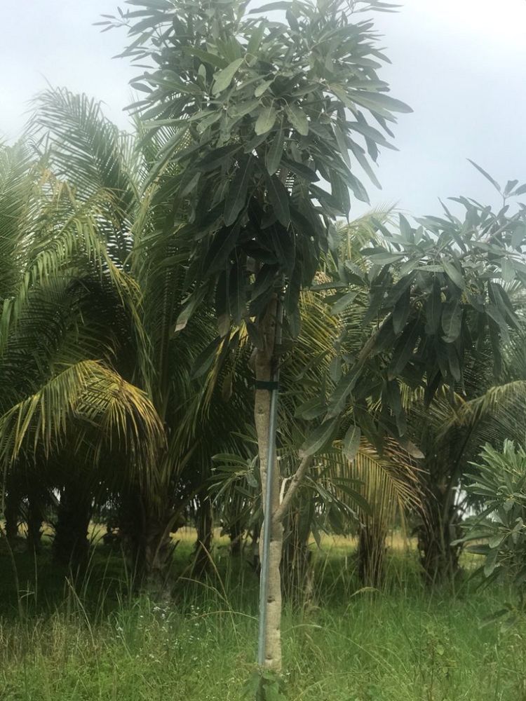 tabebuia-caraiba-yellow-trumpet-tree-tabebuia-argentea-silver-trumpet-tree-tabebuia-aurea