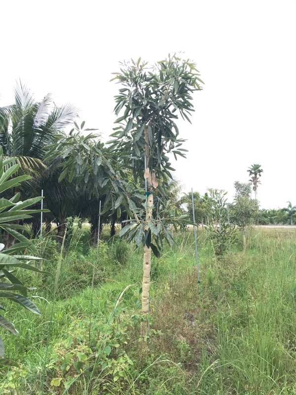 tabebuia-caraiba-yellow-trumpet-tree-tabebuia-argentea-silver-trumpet-tree-tabebuia-aurea