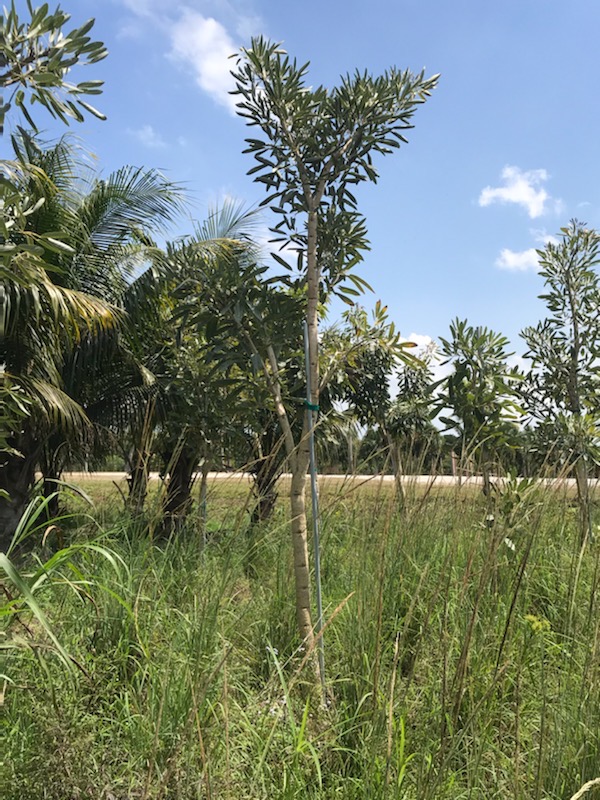 tabebuia-caraiba-yellow-trumpet-tree-tabebuia-argentea-silver-trumpet-tree-tabebuia-aurea