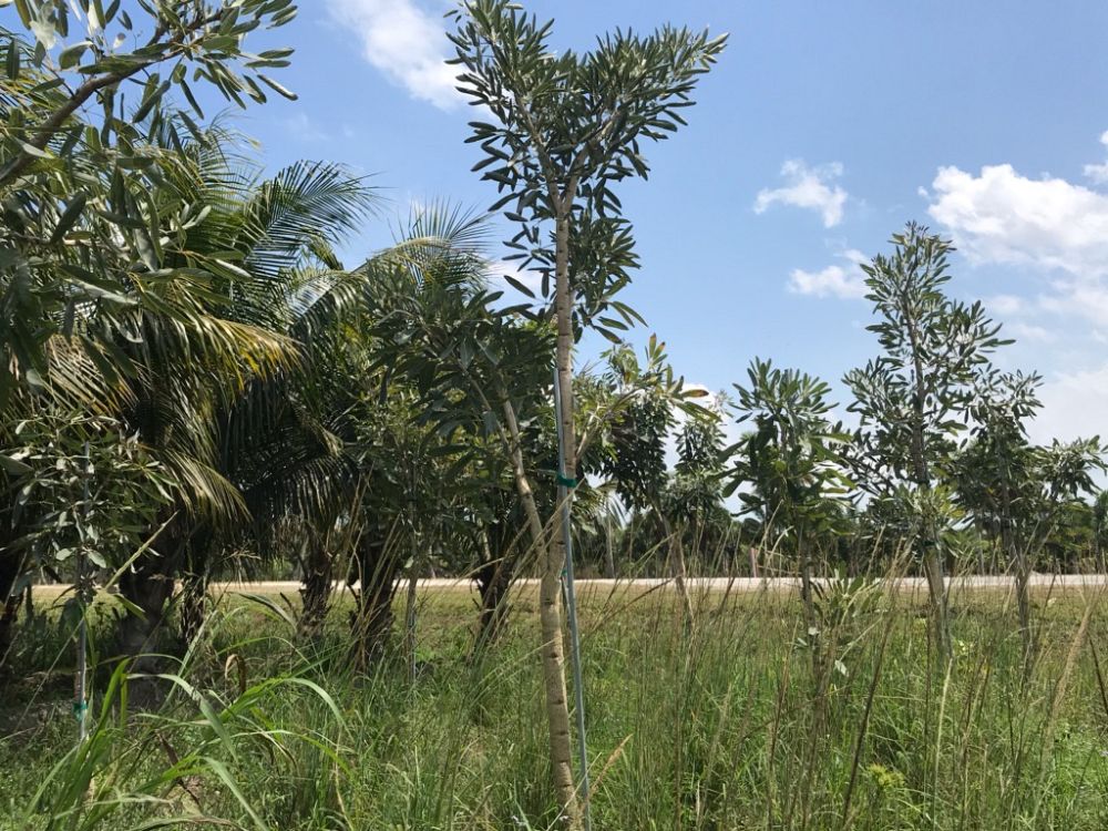 tabebuia-caraiba-yellow-trumpet-tree-tabebuia-argentea-silver-trumpet-tree-tabebuia-aurea