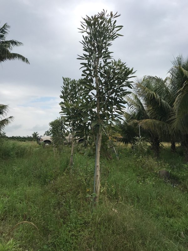 tabebuia-caraiba-yellow-trumpet-tree-tabebuia-argentea-silver-trumpet-tree-tabebuia-aurea