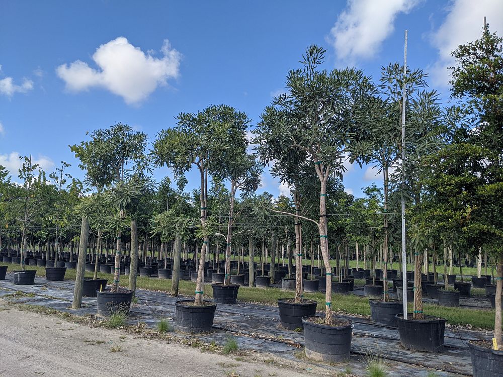 tabebuia-caraiba-yellow-trumpet-tree-tabebuia-argentea-silver-trumpet-tree-tabebuia-aurea