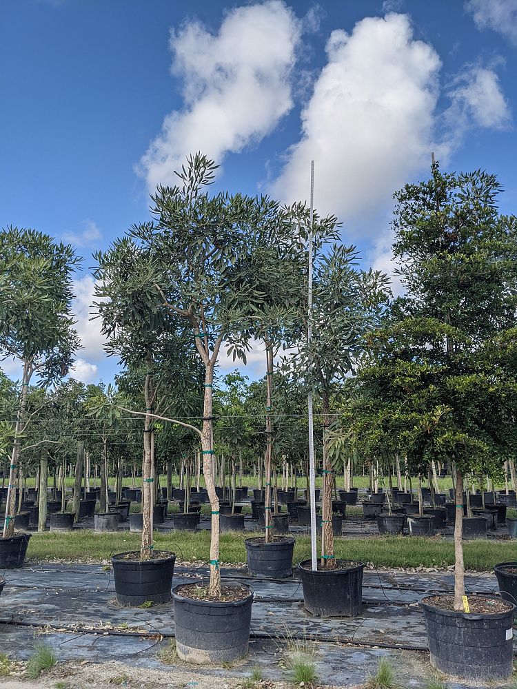 tabebuia-caraiba-yellow-trumpet-tree-tabebuia-argentea-silver-trumpet-tree-tabebuia-aurea